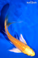 5.25" YAMABUKI OGON BUTTERFLY