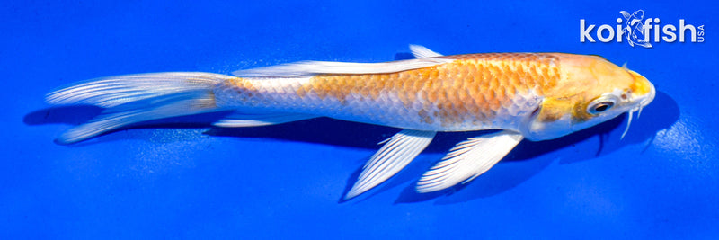 5.5" HARIWAKE BUTTERFLY