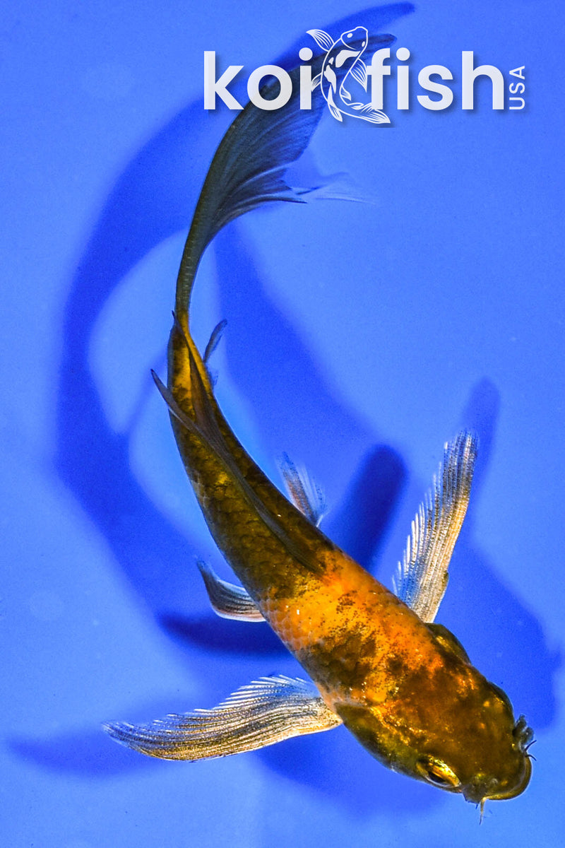 4.5" KIN HI UTSURI BUTTERFLY