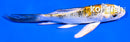 4" YAMATO NISHIKI BUTTERFLY