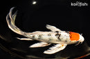 9.75" TANCHO YAMATO NISHIKI BUTTERFLY