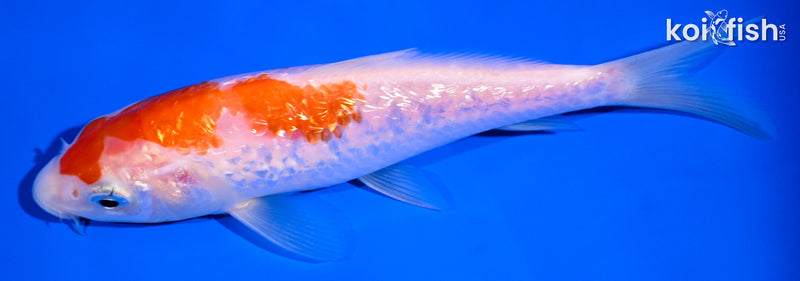 5.75" GINRIN KOHAKU