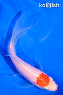5.25" TANCHO KOHAKU BUTTERFLY