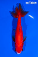 5.25" SARASA WAKIN GOLDFISH