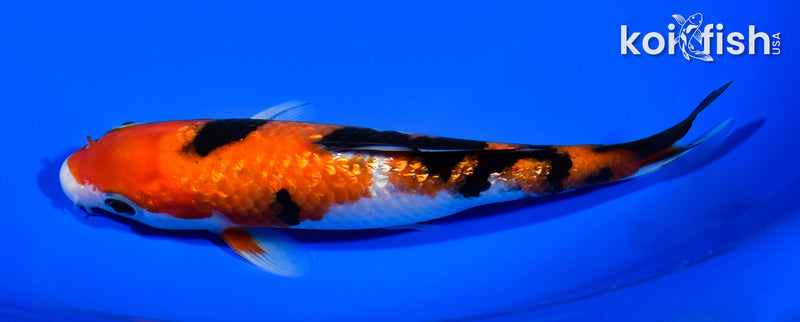 5.75" GINRIN SANKE