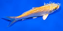 4" GINRIN YAMABUKI OGON