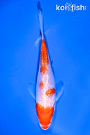 5.5" GINRIN KOHAKU