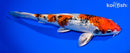 8.25" GINRIN YAMATO NISHIKI