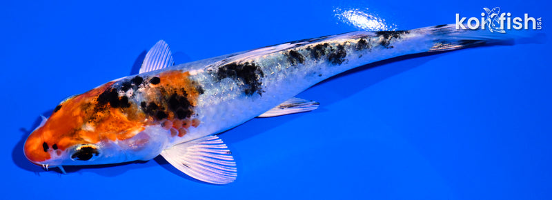 5.25" YAMATO NISHIKI