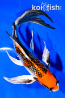 8.5" KUJAKU BUTTERFLY