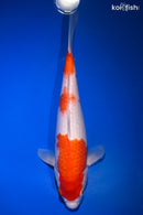 12.25" KOHAKU