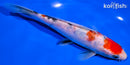 7.5" DOITSU SANKE