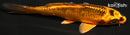 4.25" KIN ORENJI MATSUBA