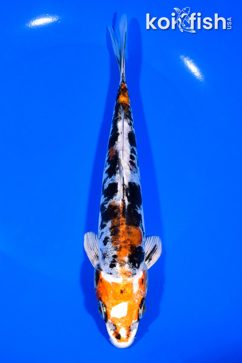 8" HEISEI NISHIKI