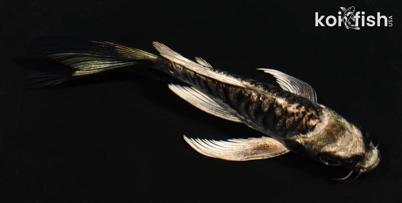 5" ARAGOKE KIKOKURYU BUTTERFLY