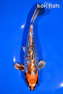 7.75" GINRIN BENI GINGA