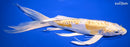 10.25" DOITSU LEMON HARIWAKE BUTTERFLY