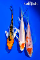 PACK OF (3) 4.25" BUTTERFLY KOI