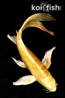 8.5" YAMABUKI OGON BUTTERFLY