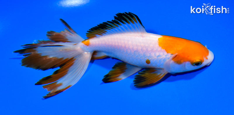 6.25" WATONAI GOLDFISH