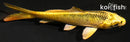 4" KIN KI MATSUBA