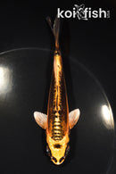 5" GINRIN BENI KIKOKURYU