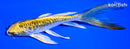 6" GINRIN KUJAKU BUTTERFLY