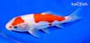 6.5" DOITSU KOHAKU