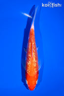 6.75" GINRIN KOHAKU