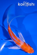 5" HARIWAKE BUTTERFLY