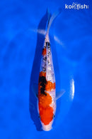 6.5" GINRIN SANKE
