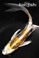 5.5" KIN KIKOKURYU BUTTERFLY