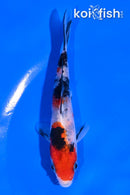 4.5" SANKE