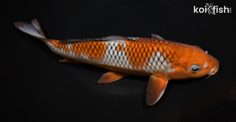 10.75" OCHIBA SHIGURE