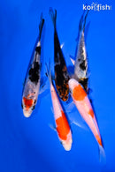 PACK OF (5) 4-5" STANDARD KOI
