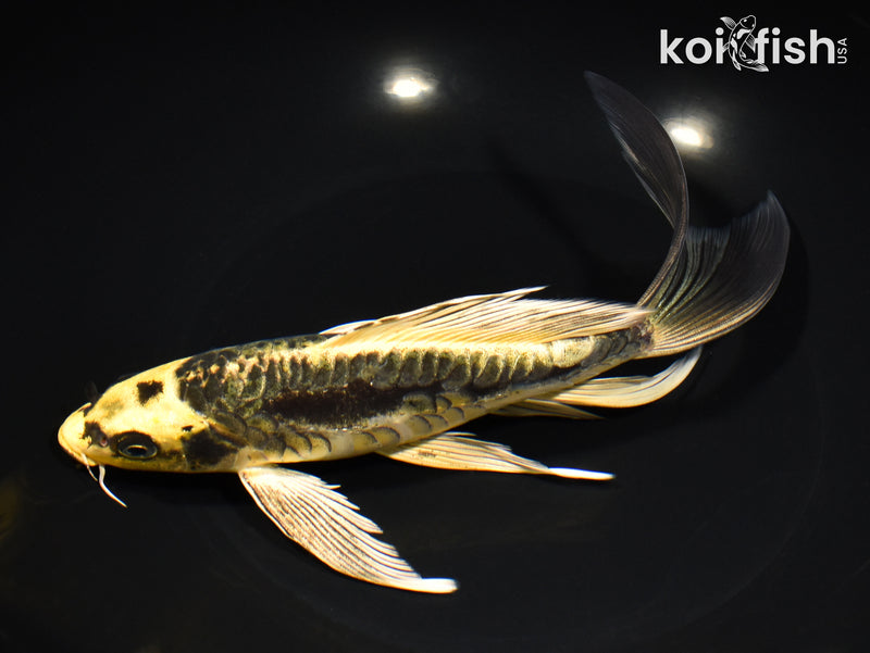 8.5" ARAGOKE KIN KIKOKURYU BUTTERFLY