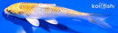 5.5" KUJAKU