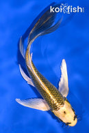 5.75" KIN KI MATSUBA BUTTERFLY
