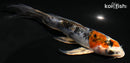 5" YAMATO NISHIKI BUTTERFLY