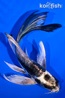 5.25" GINRIN ARAGOKE KIKOKURYU BUTTERFLY