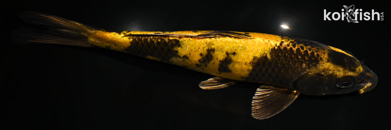 9" KIN KI UTSURI