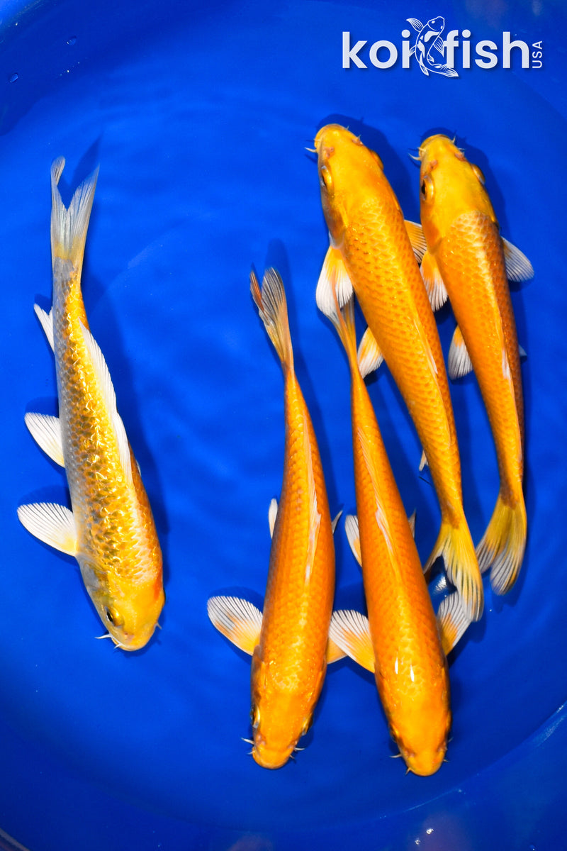 PACK OF (5) 6.75"-7.75" OGON KOI