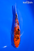 5.25" DOITSU GOSHIKI