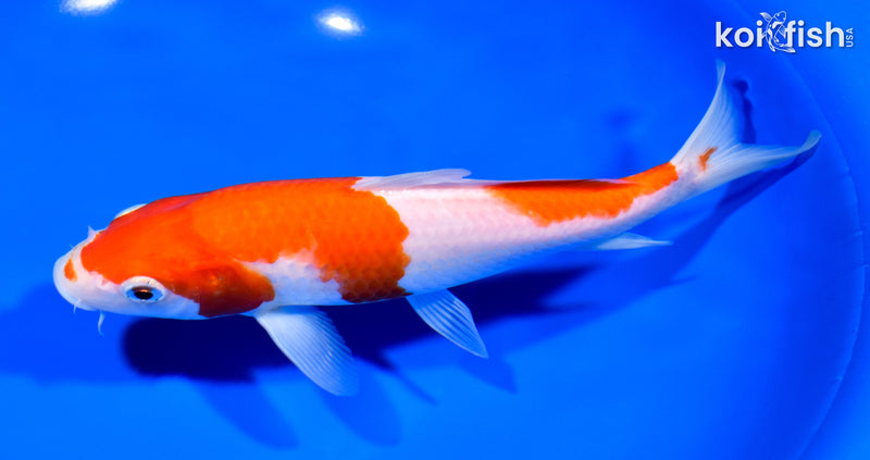 7.75" KOHAKU