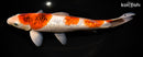 12.25" GINRIN GOROMO