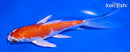 6" HARIWAKE BUTTERFLY