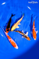 PACK OF (5) 3.5-4" STANDARD KOI