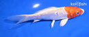 5.5" ARAGOKE KIKUSUI