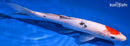 11" TANCHO SANKE