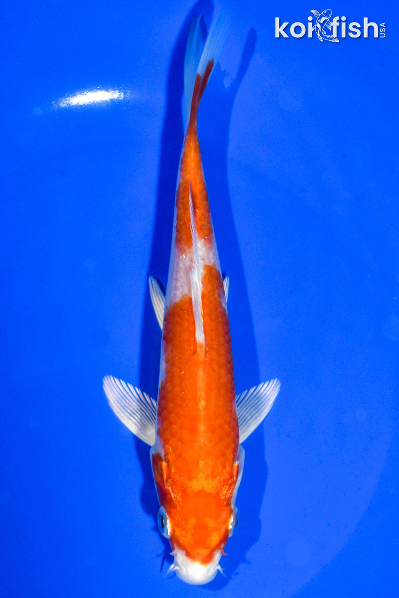 6.5" HARIWAKE